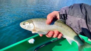 Arctic Char