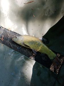 Tench