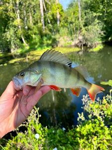 European Perch