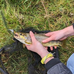 Brown Trout
