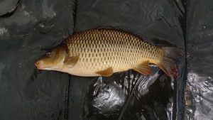 Common Carp
