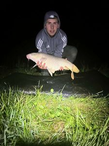Common Carp