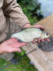 Common Bream
