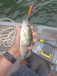 European Perch