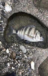 Black Seabream