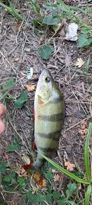 Yellow Perch