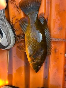 Ballan Wrasse