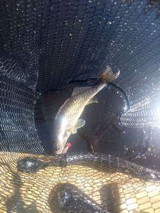 Zander