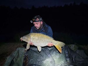 Common Carp