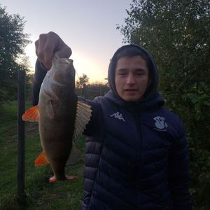 European Perch