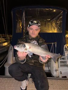 European Bass (Seabass)
