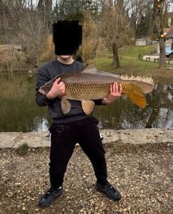 Common Carp
