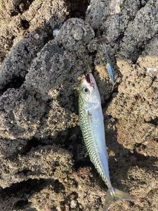 Mackerel
