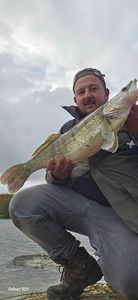 Zander
