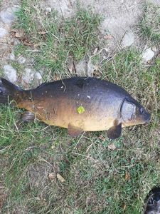 Leather Carp