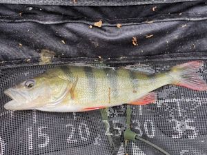 European Perch