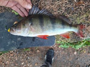 European Perch