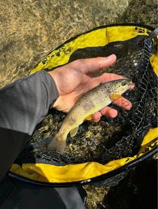 Brown Trout
