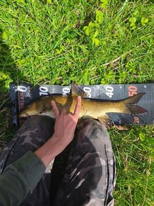 Barbel