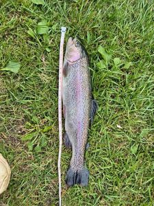 Rainbow Trout