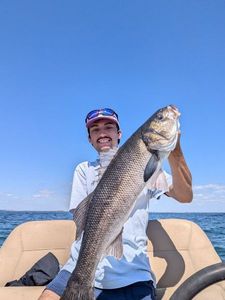 European Bass (Seabass)