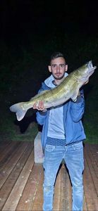Zander