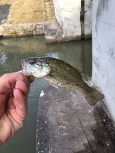 Smallmouth Bass