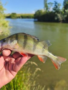 European Perch