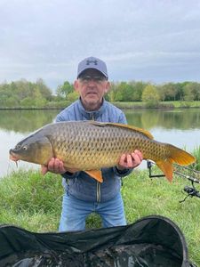 Common Carp
