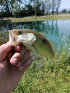 Smallmouth Bass