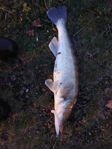 Zander