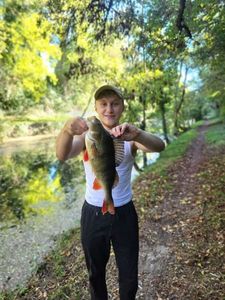 European Perch