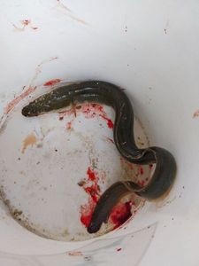 European Eel (Common Eel)
