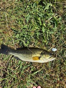 Smallmouth Bass