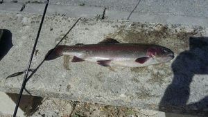 Rainbow Trout caught by Enzo Campagni