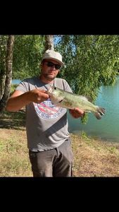 Largemouth Bass