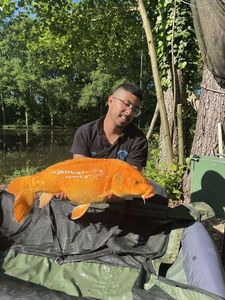 Koï Fish