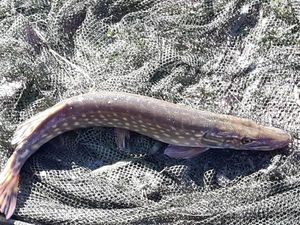 Northern Pike