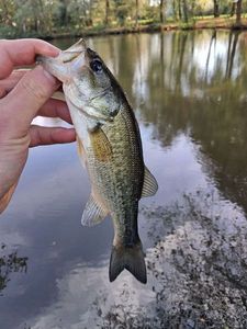 Largemouth Bass