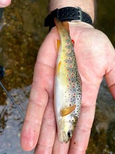 Brown Trout