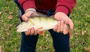 European Perch
