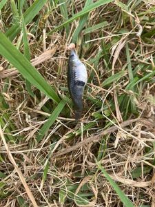 Common Minnow