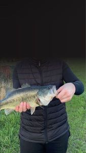 Largemouth Bass