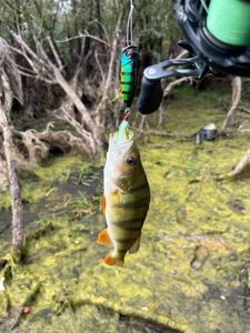European Perch