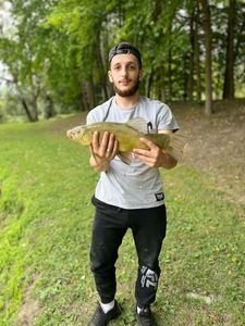 Tench