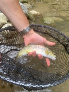 Brown Trout