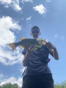 Smallmouth Bass