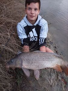 Common Carp