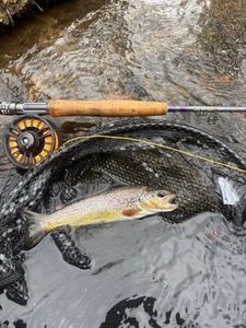 Brown Trout