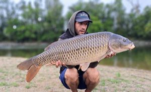 Common Carp